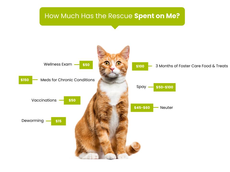 Field of Dreams Rescue - Fee Graphic-Cats
