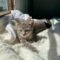 Ollie