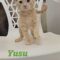 yusu