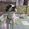 Lilli